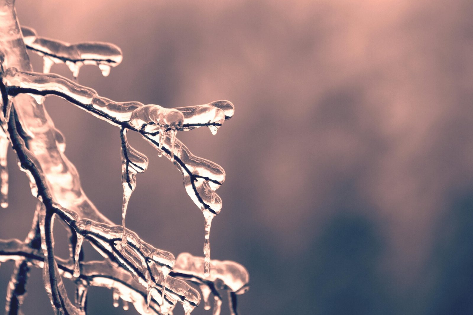 Icicles on a tree branch during winter/Christmas